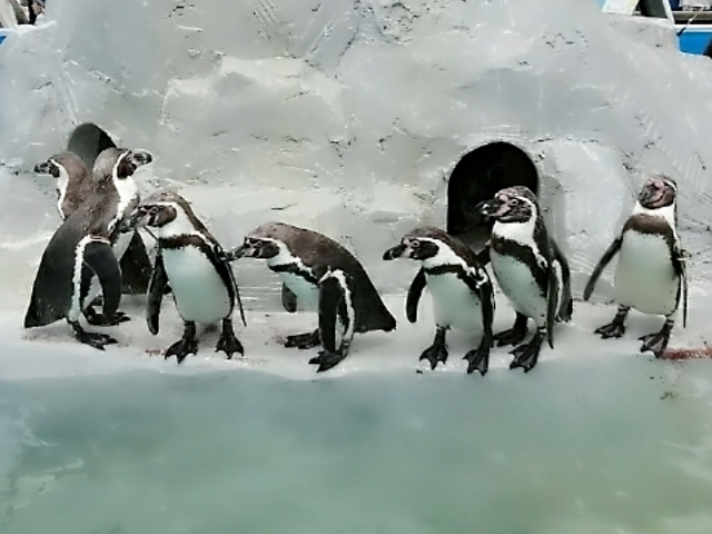 ペンギン_南知多ビーチランド