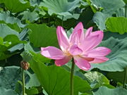 ゆっこさんの伊佐沼公園の投稿写真3