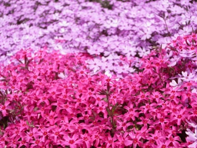 芝桜_ひがしもこと芝桜公園