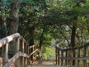 すさくーさんの生田緑地の投稿写真1