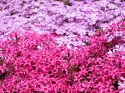 bippoさんのひがしもこと芝桜公園の投稿写真1