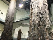 なかむらさんのさんべ縄文の森ミュージアム(三瓶小豆原埋没林公園の投稿写真3