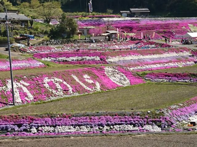 九分咲き_大道理芝桜