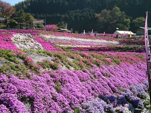 九分咲き_大道理芝桜