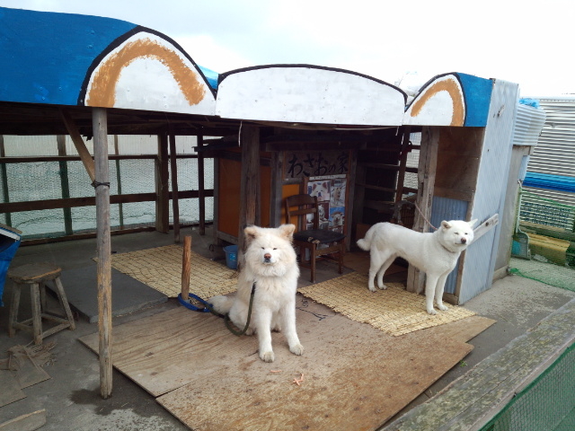 わさお達_きくや商店
