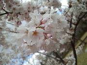 スペックさんの城山公園の桜の投稿写真1