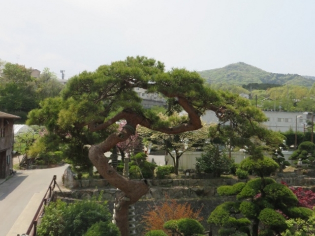景色_天然温泉石道