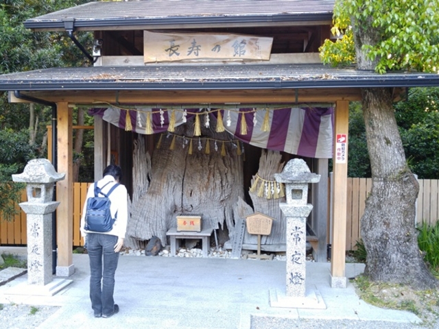 楠の枯木を祀った長寿の館_神明神社(石神さん)