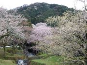 w-masaさんの霞間ケ渓(サクラ)の投稿写真1