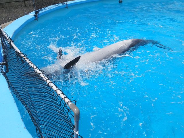 パチパチ_室戸ドルフィンセンター