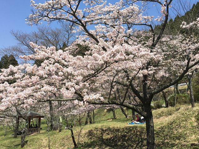 たくさんの桜の木下で座り楽しめる_高森峠の千本桜