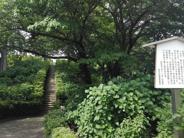 アジサイが生い茂ってます。_大塚古墳