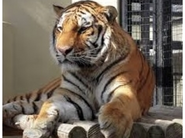 素晴らしい改装_京都市動物園