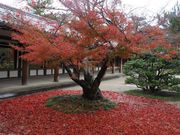 えりりりんさんの法隆寺の投稿写真1