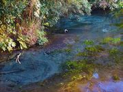 えりりりんさんの柿田川湧水群の投稿写真1