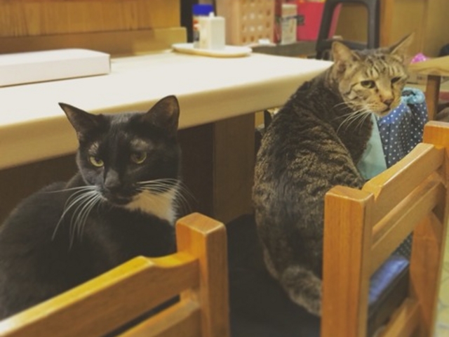 猫が9匹います!_てまり家庭料理
