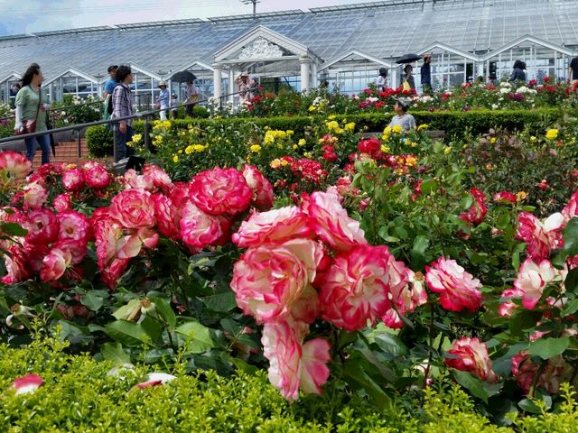 たくさんの種類のバラが一杯です。_島田市ばらの丘公園