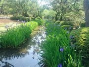 ズズさんの兼六園のカキツバタの投稿写真1