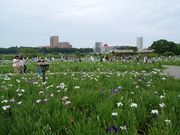 みきちんさんの小岩菖蒲園の投稿写真1