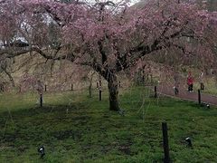 さくらの里の写真1