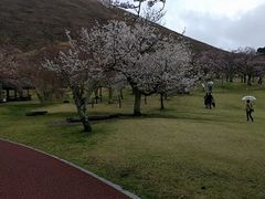 さくらの里の写真1