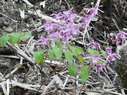 御嶽さんの三方石観世音第1・第2・第3展望所の投稿写真1