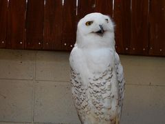 さくさんのしろとり動物園への投稿写真1