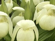 Takさんのレブンアツモリソウ群生地の投稿写真2