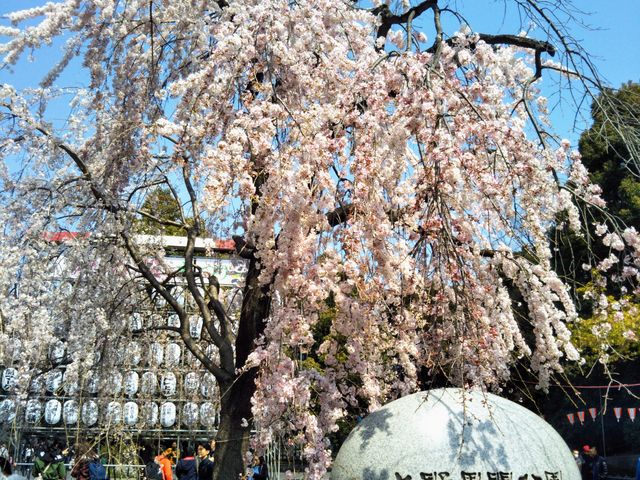 上野恩賜公園のしだれ桜_上野恩賜公園