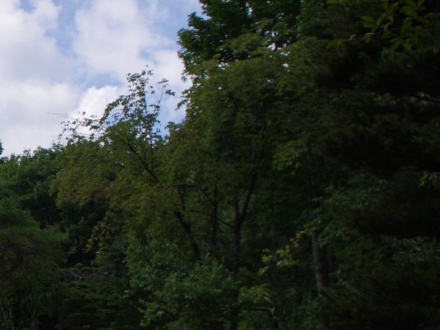 木々_湯西川森林公園