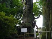 kateさんの白鳥神社の投稿写真2