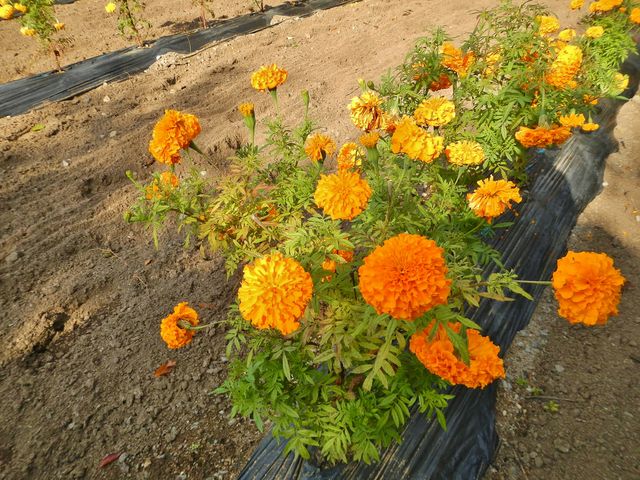 鮮やか_河北町紅花資料館