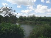 サビ猫さんのトンボ池の投稿写真1