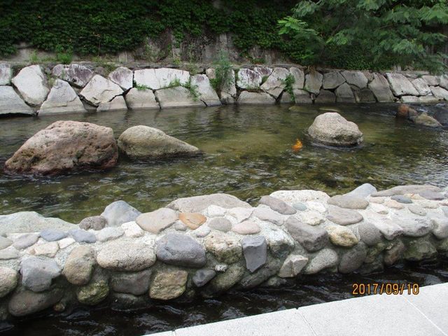 右の岩の左にオレンジ色の鯉が泳いでいます。_ふれあい手形散歩道