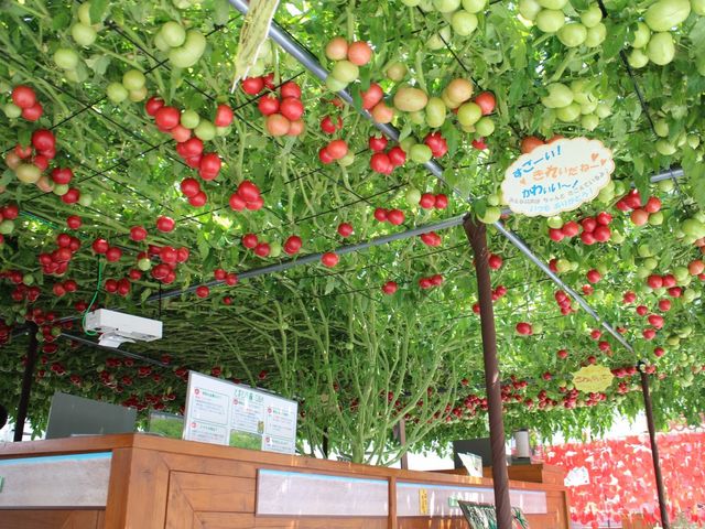 トマトの森_えこりん村
