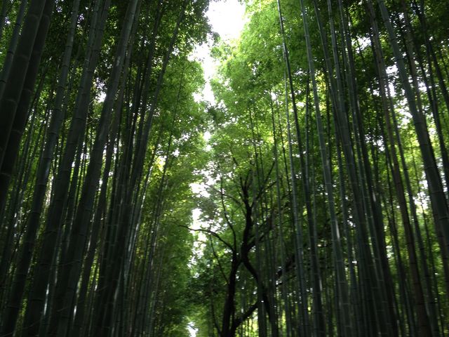 木漏れ日_京都市洛西竹林公園