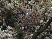 ジョンさんの隅田公園(庭園)の投稿写真1