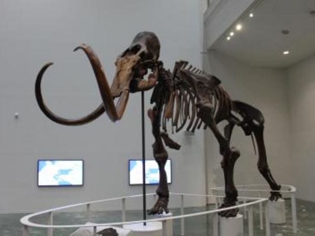 ナウマンゾウの展示_北海道博物館