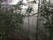 マイBOOさんの鶴林寺(徳島県勝浦町)の投稿写真1