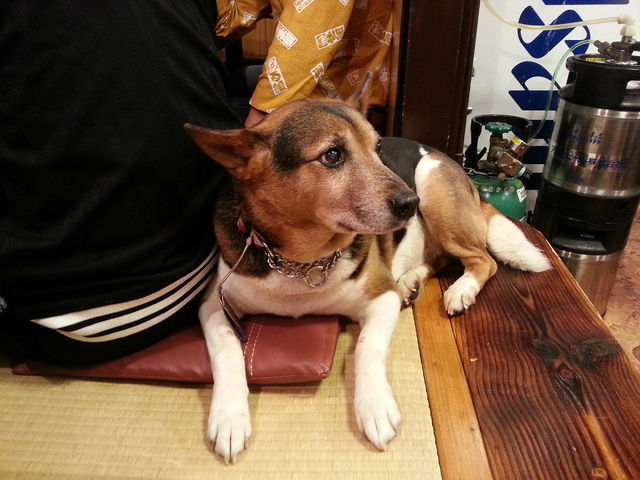 看板犬_櫓