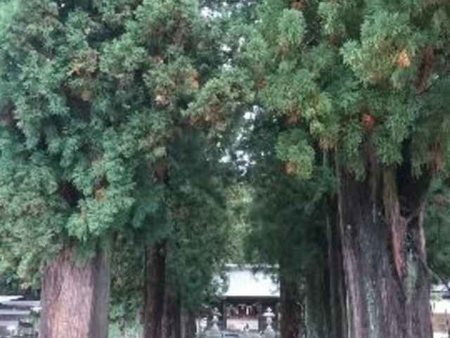 参道の巨木_河口浅間神社