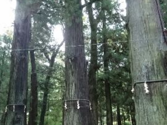 御神木_河口浅間神社