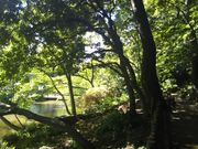 世田谷区等々力の住人さんの宝来公園の梅の投稿写真1