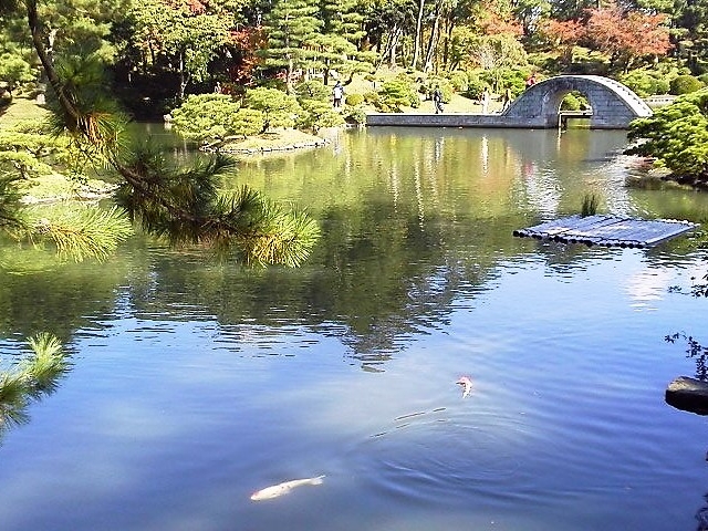 縮景園 鯉悠々_縮景園