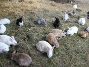 たかちゃんさんの網走原生牧場観光センターの投稿写真2