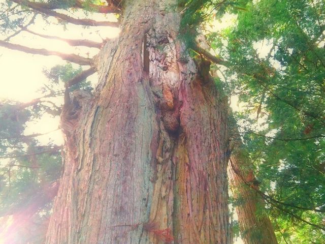 おれんじちゃんさんの熊野神社の老杉群の投稿写真1