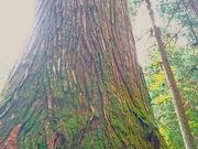 おれんじちゃんさんの熊野神社の投稿写真2