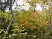 MINAMIさんの特別名勝 三段峡の投稿写真1