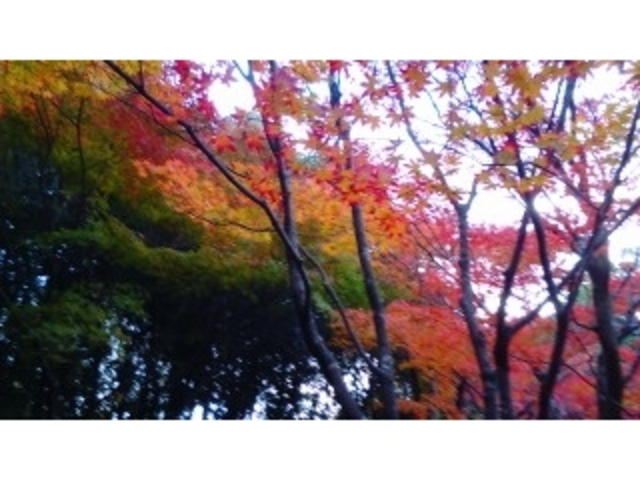 紅葉_茶室 童子苑