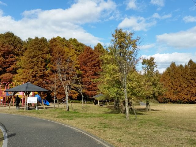 メタセコイヤの木々_メタセの杜